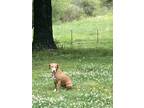Adopt Cricket a Brown/Chocolate - with White Mutt / Mutt / Mixed dog in Dalton
