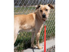 Adopt Falkor a Tan/Yellow/Fawn Labrador Retriever / Mixed Breed (Medium) / Mixed