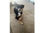 Adopt Remi a Black Shepherd (Unknown Type) / Mixed dog in Snowflake