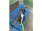 Adopt Ellie a Black Australian Cattle Dog / Mixed Breed (Medium) / Mixed (short