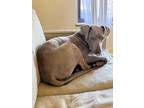 Adopt Flapjack a Gray/Blue/Silver/Salt & Pepper Weimaraner / Great Dane dog in