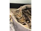 Adopt Jacob (In foster) a Brown Tabby Domestic Shorthair (short coat) cat in