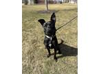 Adopt Jasper a Labrador Retriever / Pit Bull Terrier / Mixed dog in new london