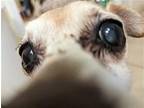 Dory Chihuahua Senior Female