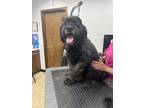 Adopt Clyde a Black - with White Cocker Spaniel / Poodle (Standard) / Mixed dog