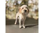 Adopt Dexter a Labradoodle / Mixed dog in Garland, TX (41381982)