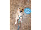 Adopt Chickory a Red/Golden/Orange/Chestnut Vizsla dog in Garland, TX (41381981)