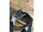 Adopt Ricky a Gray, Blue or Silver Tabby Domestic Mediumhair (long coat) cat in