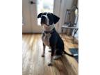 Adopt Murphy a Brown/Chocolate - with White Mutt / Mixed dog in Richmond