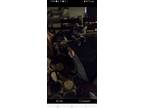 Adopt Tina a Gray, Blue or Silver Tabby Maine Coon / Mixed (long coat) cat in