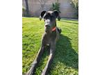 Adopt Sammy a Black Great Dane / Mixed dog in canyon country, CA (40457637)