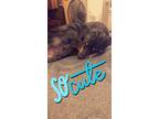 Adopt June a Brindle - with White Catahoula Leopard Dog / Mixed dog in Magnolia