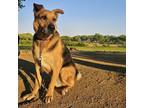 Adopt Spark T a Black - with Tan, Yellow or Fawn German Shepherd Dog dog in
