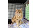 Adopt Sunrise a Orange or Red Tabby Domestic Longhair (long coat) cat in
