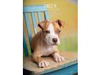 Adopt Cheez-It a Tan/Yellow/Fawn - with White Pointer / Mixed dog in Littleton