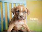 Adopt Goldfish a Tan/Yellow/Fawn - with White Pointer / Mixed dog in Littleton