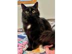Adopt Frosty #3 a Black & White or Tuxedo Domestic Mediumhair (long coat) cat in