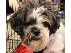 Adopt Charlie Tzu a White - with Black Shih Tzu / Mixed dog in Aurora