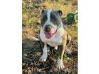 Adopt Gray a Gray/Silver/Salt & Pepper - with White Pit Bull Terrier / American