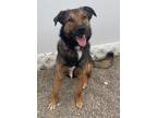 Adopt BRUNO a Black - with Tan, Yellow or Fawn Mixed Breed (Medium) / German