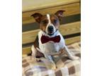 Adopt Jack-O a Tricolor (Tan/Brown & Black & White) Beagle / Jack Russell