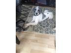 Adopt Bella & Karly a White - with Gray or Silver Poodle (Standard) / Mixed dog