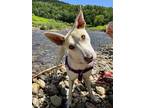 Adopt Cricket a Tan/Yellow/Fawn German Shepherd Dog / Labrador Retriever / Mixed