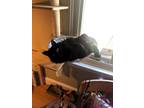 Adopt Ciara a All Black Domestic Mediumhair / Mixed (medium coat) cat in