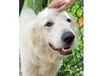 Adopt Leia a White Great Pyrenees / Mixed Breed (Medium) / Mixed (short coat)