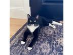 Adopt Loki a Black & White or Tuxedo Domestic Shorthair / Mixed cat in Traverse