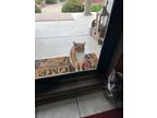 Adopt Cheese a Orange or Red (Mostly) Tabby / Mixed (short coat) cat in