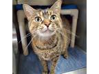 Adopt Buddha a Brown Tabby Domestic Shorthair / Mixed Breed (Medium) / Mixed