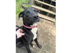 Adopt Gunter a Black - with White Mutt / Mixed dog in Statesville, NC (41127627)