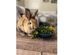 Adopt Olive a Multi Lionhead / Mixed (short coat) rabbit in Olive Branch