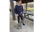Adopt Ziggy a Gray/Blue/Silver/Salt & Pepper Staffordshire Bull Terrier / Mixed