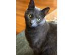 Adopt Duke a Gray or Blue Russian Blue / Mixed (short coat) cat in Venice