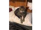 Adopt Wall E a Brown Tabby Tabby / Mixed (short coat) cat in Dayton