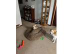 Adopt Olivia Rose a White - with Brown or Chocolate Beagle / Mixed dog in