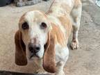 Adopt Henri a Basset Hound / Mixed dog in Salt Lake City, UT (41341860)