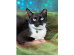 Adopt Maggie a Abyssinian / Mixed (short coat) cat in Pasadena, TX (41144555)