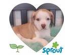Sprout Terrier (Unknown Type, Medium) Puppy Female
