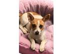 Adopt Sally a White - with Red, Golden, Orange or Chestnut Jack Russell Terrier