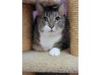 Adopt Rocket Raccoon a Domestic Shorthair / Mixed (short coat) cat in Sebastian