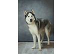 Adopt Bruno a Husky / Mixed dog in Hartford City, IN (41341723)