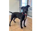 Adopt Nick a Labrador Retriever / Mixed Breed (Medium) / Mixed dog in Marion