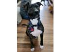 Adopt Whip a Brindle Boxer / Shepherd (Unknown Type) / Mixed dog in Salt Lake
