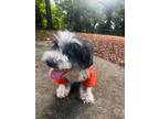 Adopt Henry a Schnauzer (Standard) / Mixed dog in Buford, GA (40796855)