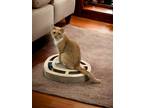 Adopt Buttercup a Orange or Red (Mostly) Domestic Shorthair (short coat) cat in
