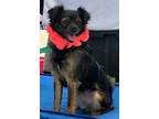 Adopt Schluter a Black - with Tan, Yellow or Fawn Japanese Chin / Miniature