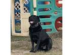Adopt Tank a Black Rottweiler dog in Amherst, NY (40509439)